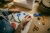 Varróolló, 10 cm, hajlított, FISKARS "Classic", narancssárga
